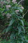 Joe Pye weed